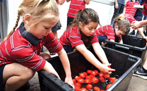 Students Jemma, Serafina and Kyle wash tomatoes. 