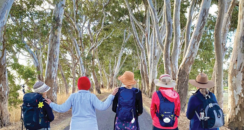 The Aussie Camino, Limestone Coast, South Australia.